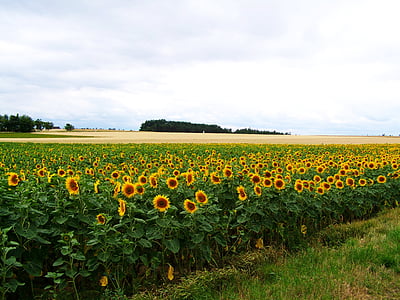 sunflower land, agriculture, summer, nature, yellow, flower, field