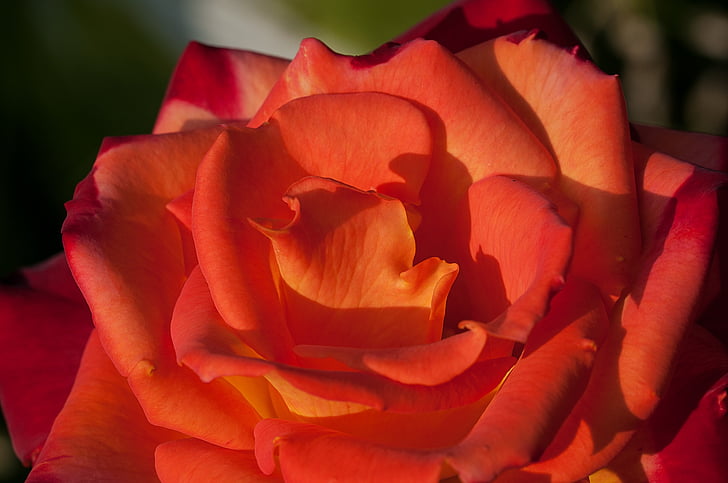 τριαντάφυλλο, λουλούδι, πορτοκαλί, κόκκινο, πορτοκαλί κόκκινο, άνθος, άνθιση