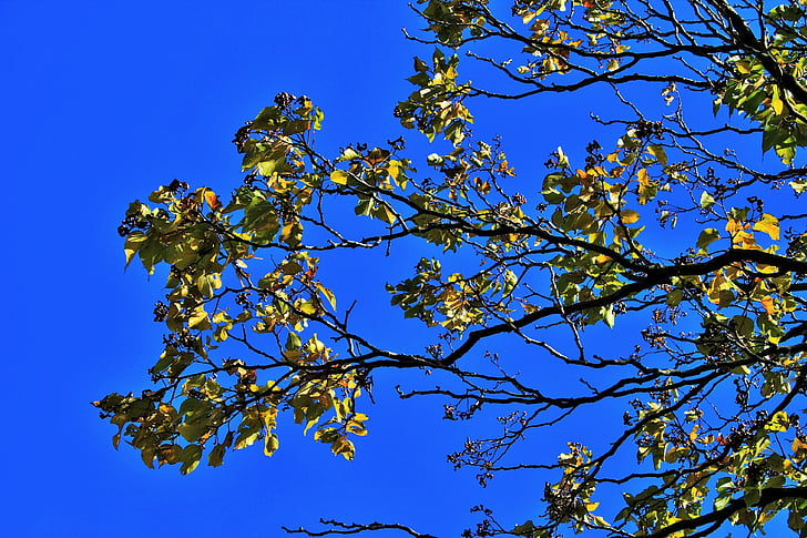 japanese raisin, branch, leaves, tree, yellow, autumn, sky