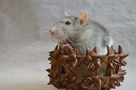 大鼠, 装饰, 在篮子里, 动物, 首页, 特写