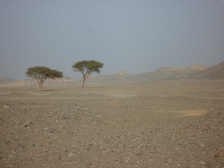 Egipt, Pustynia, samotny, suchych, susza, krajobraz, Natura