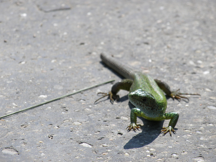 zielony, zimno, Natura