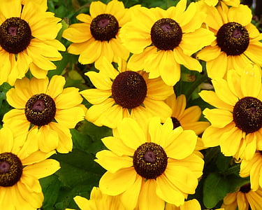 Letní klobouk, květiny, žlutá, Slunečnice, Příroda, Flora, Krásné