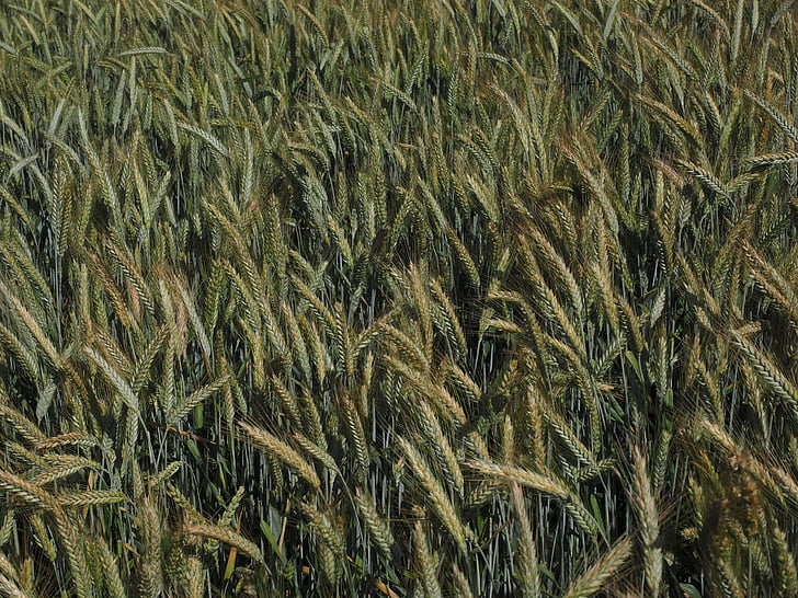 barley, barley field, cereals, field, agriculture, grain, ear