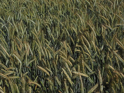 barley, barley field, cereals, field, agriculture, grain, ear