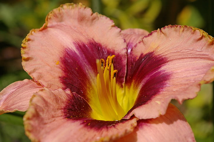 flower, daylily, lily, plant, blossom, bloom, close