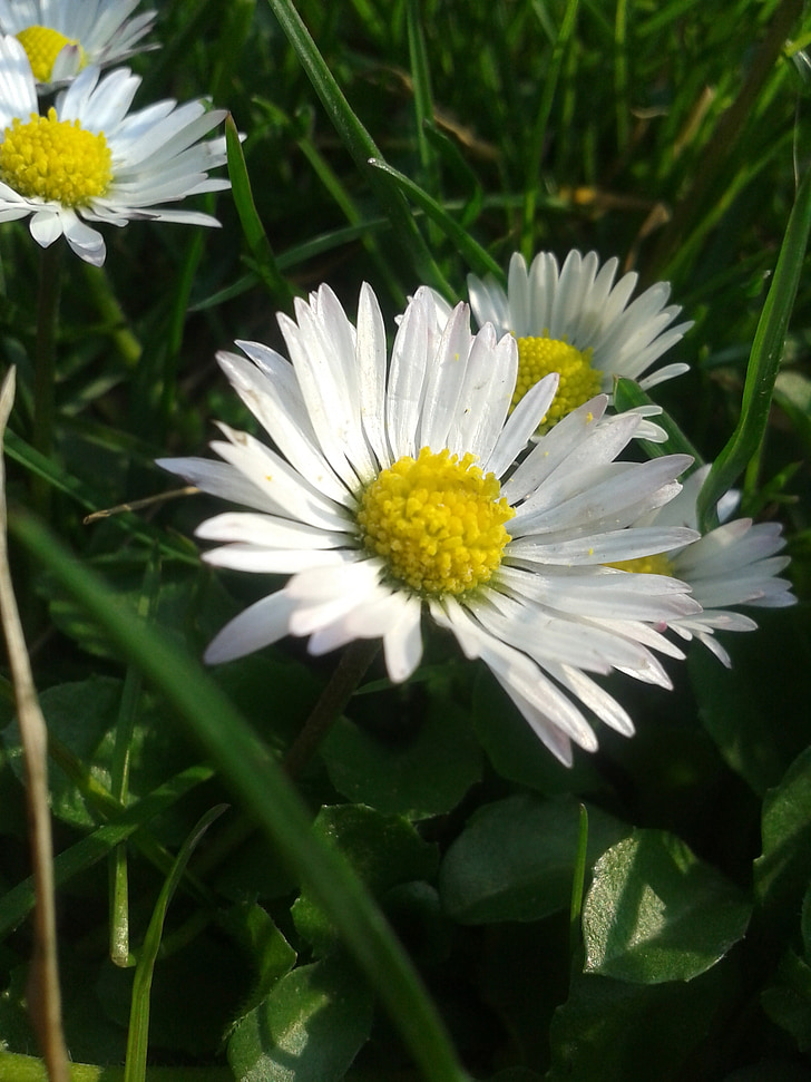 Daisy, pissenlit, blanc, macro, fleur, printemps, Medical