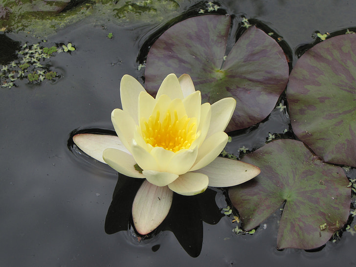 water lily, ponds, white, flowers, lilies, water, floating