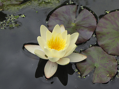 water lily, ponds, white, flowers, lilies, water, floating