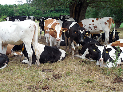 vaches, bovins, flics, pâturage, Agriculture, tacheté, bétail