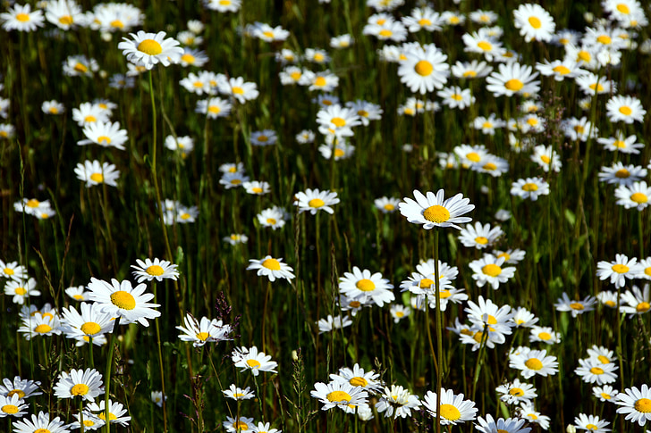 Marguerite, bidang Daisy, kuning, musim panas, bunga, mekar, Cantik