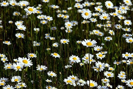 Marguerite, Daisy alan, Sarı, Yaz, çiçek, Bloom, güzel