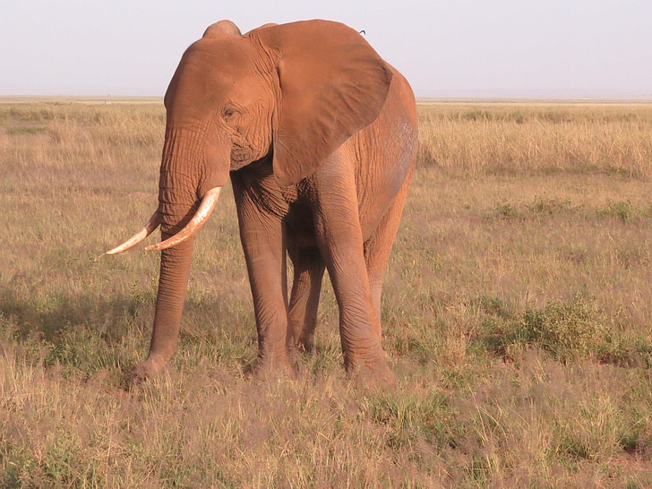 Słoń, Kenia, Afryka, Natura, dzikich zwierząt, dziki, zwierząt