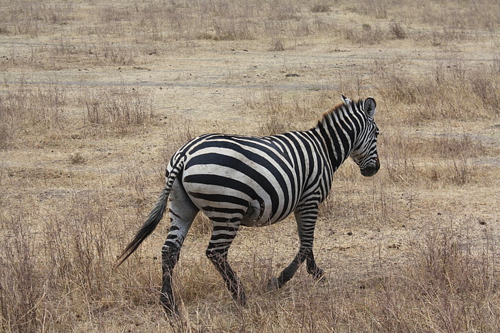 Zebra, Safari, Tanzania, Afrika, liar, hewan, strip