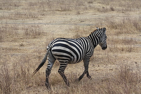 sebra, Safari, Tanzania, Afrika, Wild, dyr, strimler