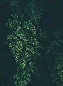biljka, zelena, lišće, peterodijelan, lišće, list, zelena boja