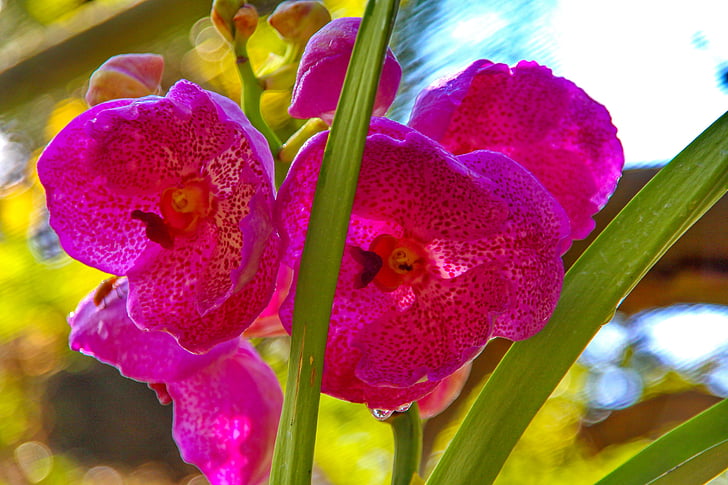 Orchid, Orchidaceae, Dendrobium