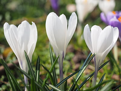 Κρόκος, λουλούδι, άνοιξη, Bühen, λευκό, πολύχρωμο, άνθος