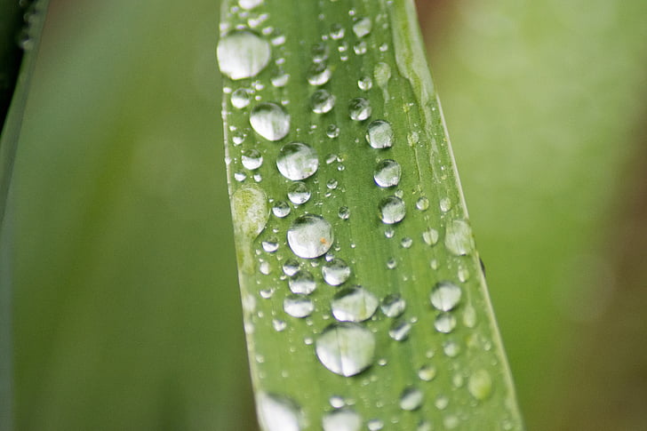 raindrop, macro, green, leaf, rain, drop, dew