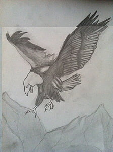 Orao, ugljen crtež, crtež olovkom, crtanje, ptica, životinja, umjetnička djela
