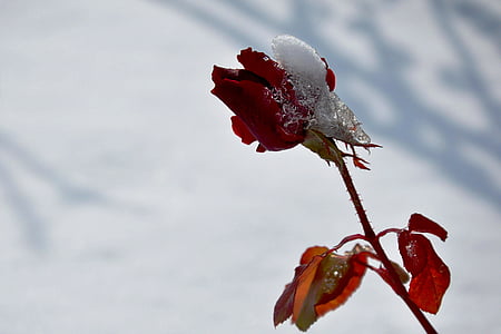 Gümüşhane, śnieg, Róża, Zigana –