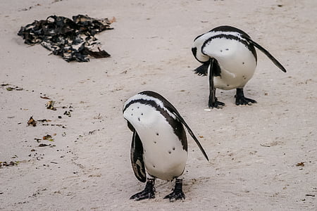 penguin, coordination, synchronization, jackass, african, two, black-footed