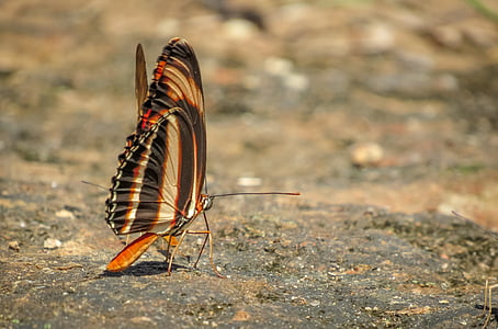 inseto, borboleta, borboleta colorida, marrom, laranja, padrão, asas