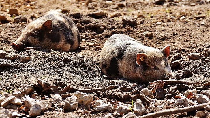 Mini cochons, porcs, sommeil, profiter du soleil, animal, Porcinet, monde animal