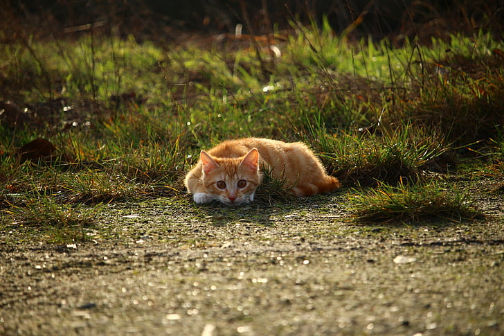 кішка, кошеня, червоний скумбрія Таббах, Червоний кіт, молодий кіт, Скумбрія