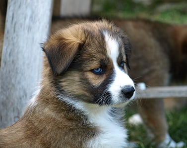 puppy, jonge hond, blauw oog, schattig, hond, huisdier