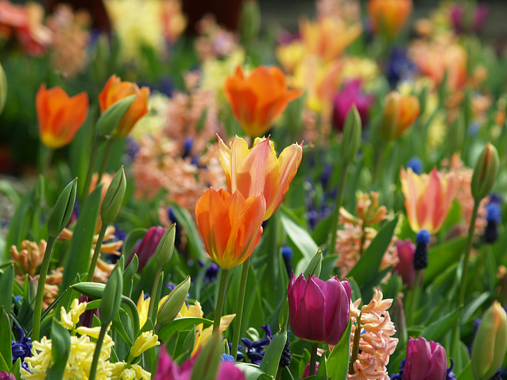 blomster, forår, Tulip, natur, blomstermotiver, Blossom, grøn