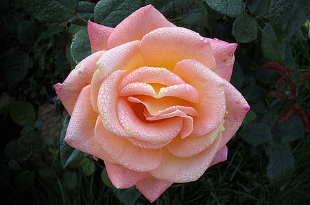 Rosengarten bad kissingen, różowego miasta bad kissingen, ogród różany, Róża, kwiat, Róża Kwiat, Zamknij