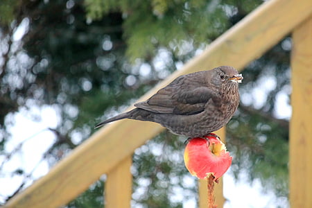 Blackbird, Blackbird ženski, hrane, jabolko, pozimi, ptica, narave