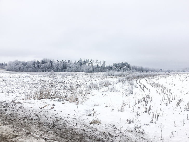 neige, paysage, hiver, nature, village