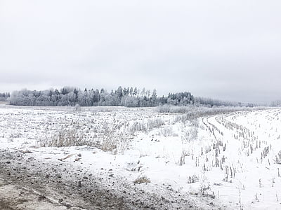 snijeg, krajolik, Zima, priroda, selo