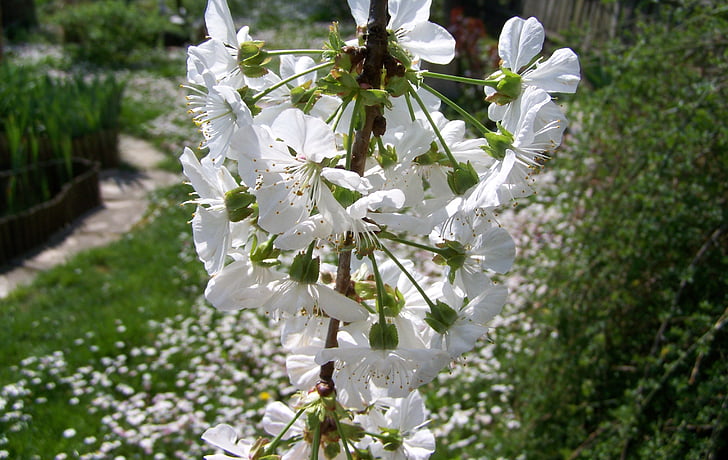 квітучі вишневі дерева, Біла квітка, Весна