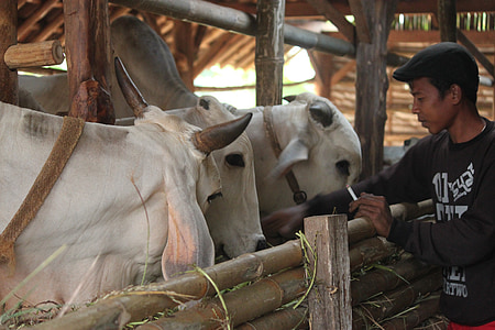 ganado, ganaderos, la vaca de java, ganado Indonesia, pueblo de Indonesia, aldeano
