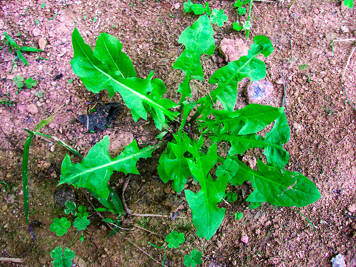 dandelion, plant, creeping plant, green, leaf, green leaves, bud