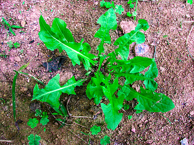 dandelion, plant, creeping plant, green, leaf, green leaves, bud