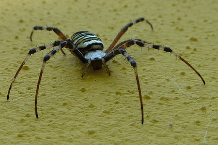 Aranha de vespa, Argiope bruennichi, Aranha, inseto