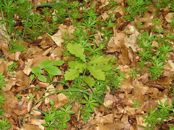 hoja de custodia, hoja, hojas, suelo del bosque, Woodruff, Mayo, primavera