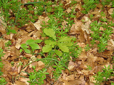 vårdnaden blad, Leaf, lämnar, skogsmark, Woodruff, kan, våren