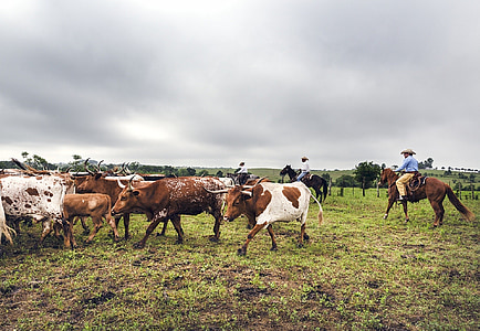 cattle drive, longhorn, cows, cowboys, west, agriculture, livestock