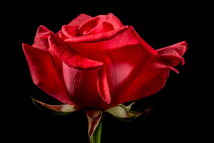 κόκκινο τριαντάφυλλο, τριαντάφυλλο, αυξήθηκε ανθίζουν, άνθος, άνθιση, λουλούδι, κόκκινο