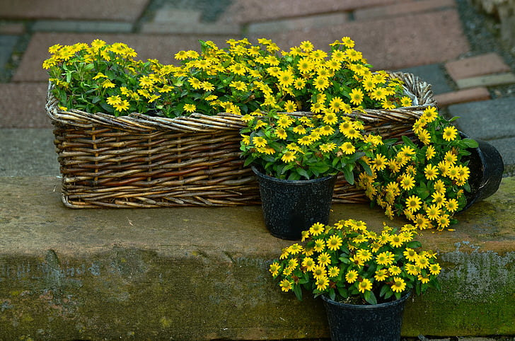 çiçekler, sarı çiçek, hafif süvari eri düğmesi, sanvitalia procumbens, çiçek, Bahçe, bitki