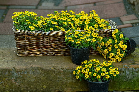 花, 黄色的花, hussar 按钮, sanvitalia 陌上, 花香, 花园, 植物