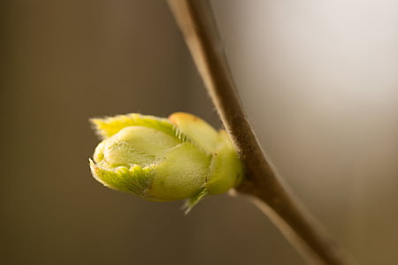 bud, branch, spring, green, yellow, brown, coloring