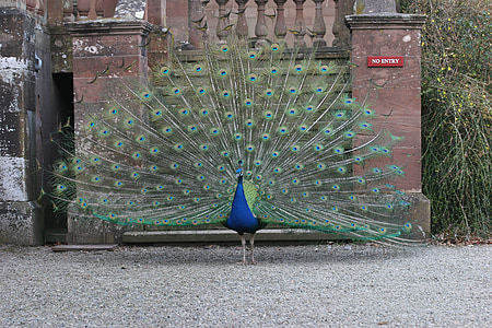 peacocks, peafowls, birds, male, wildlife, blue, plumage