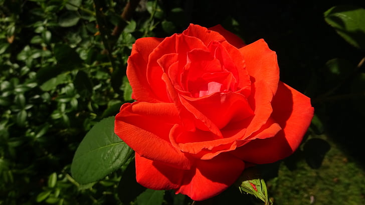 red roses, rose, red, rose blooms, red rose, flower, flower garden