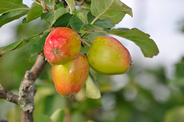 jablká, ovocie, jedlo, červená, produkujú, čerstvé, poľnohospodárstvo